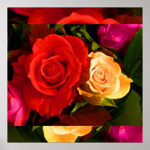 Red Yellow Rose I Poster