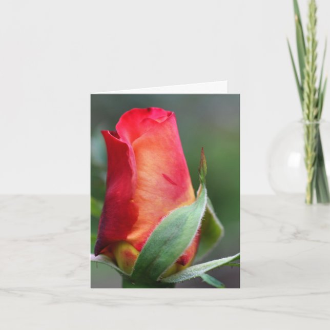 Red Yellow Rosebud Flower Photography Note Card (Front)