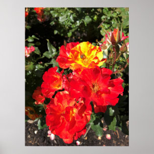 Red & Yellow Roses, Portland, Oregon Poster