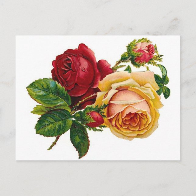 Red & Yellow Roses Postcard (Front)
