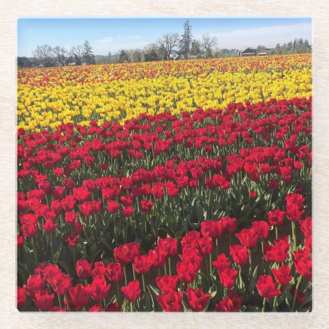 Red & Yellow Tulip Field Glass Coaster (Front)