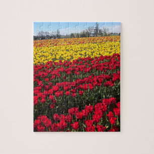 Red & Yellow Tulip Field Jigsaw Puzzle