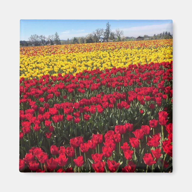 Red & Yellow Tulip Field Magnet (Front)