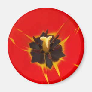 red yellow tulip magnet