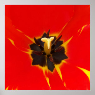 red yellow tulip poster