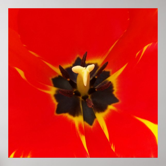 red yellow tulip poster (Front)
