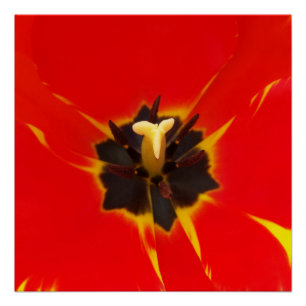red yellow tulip poster