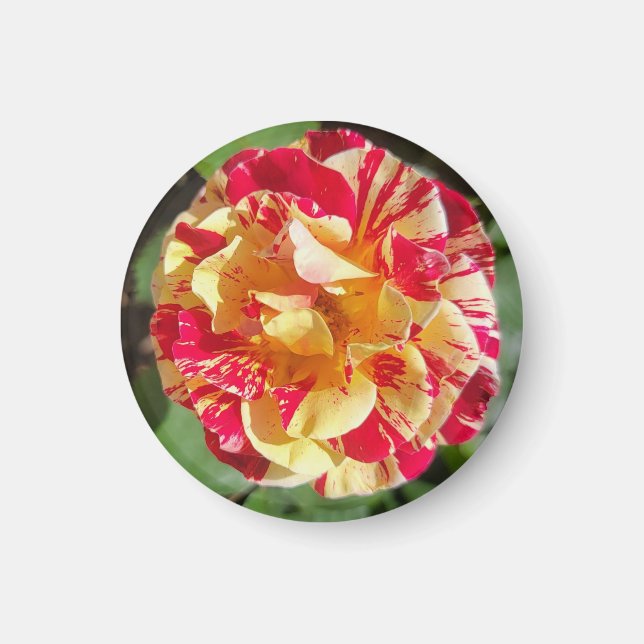 Red & Yellow Variegated Rose Magnet (Front)