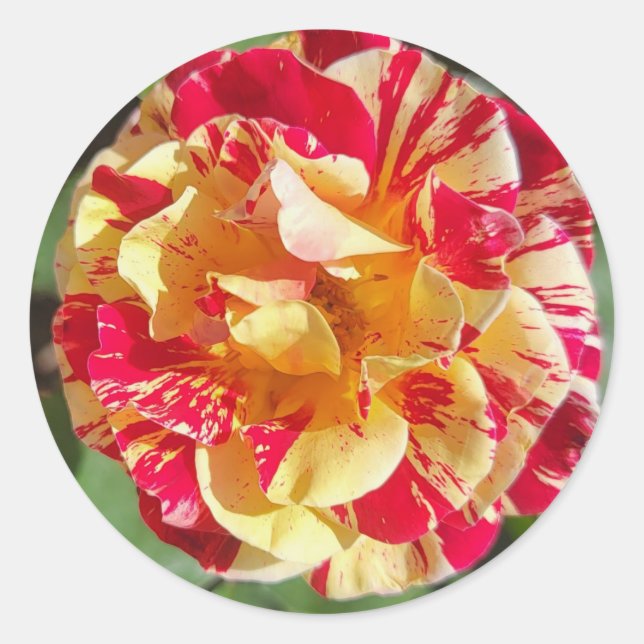 Red & Yellow Variegated Rose Stickers (Front)