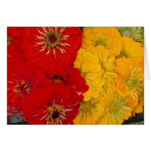Red & Yellow Zinnias