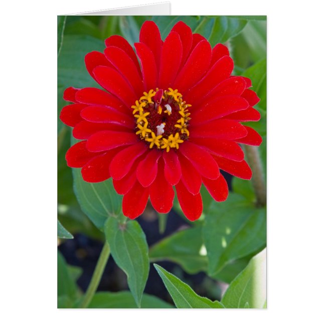 Red Zinnia (Front)