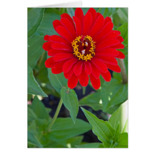 Red Zinnia 2