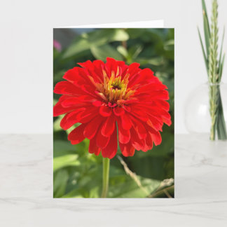 Red Zinnia Blank Note Card
