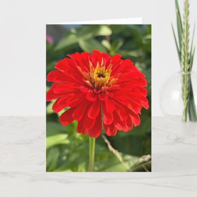 Red Zinnia Blank Note Card (Front)