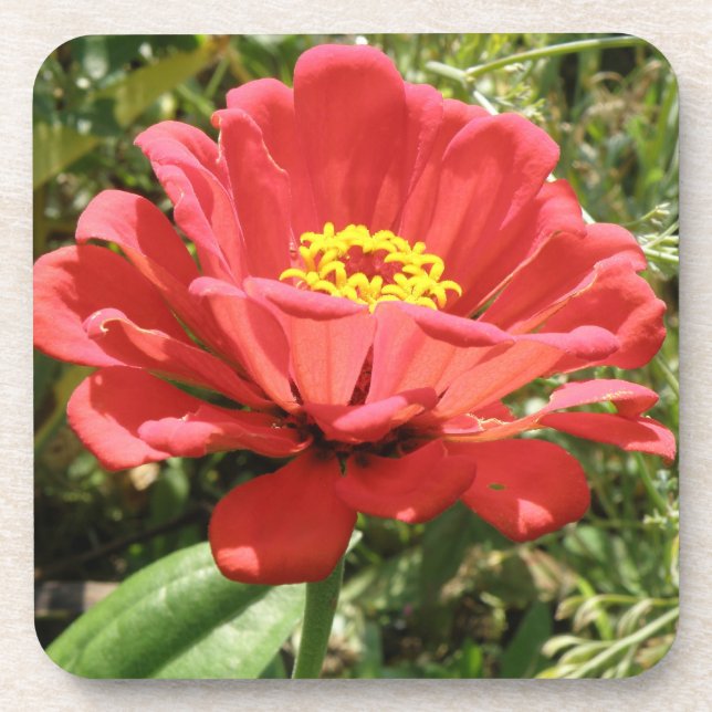 Red Zinnia Cork Coaster (Front)