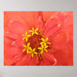 Red Zinnia Macro Print