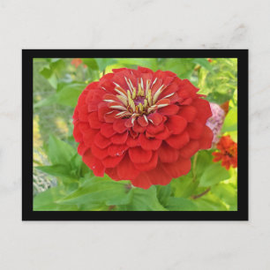 Red zinnia postcard