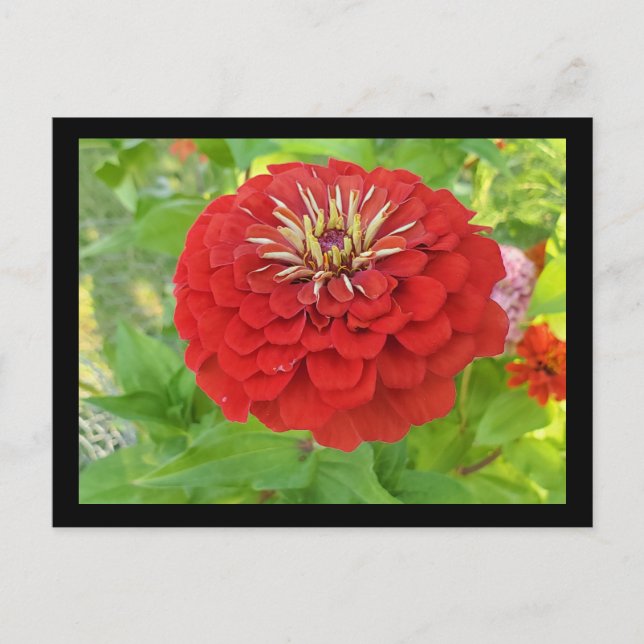 Red zinnia postcard (Front)