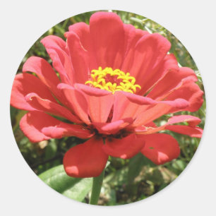 Red Zinnia Stickers