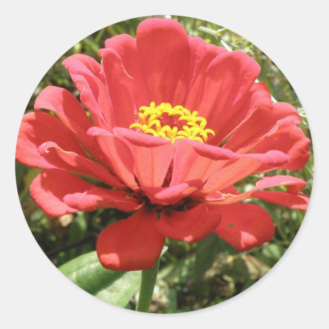 Red Zinnia Stickers (Front)
