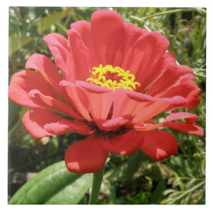 Red Zinnia Tile