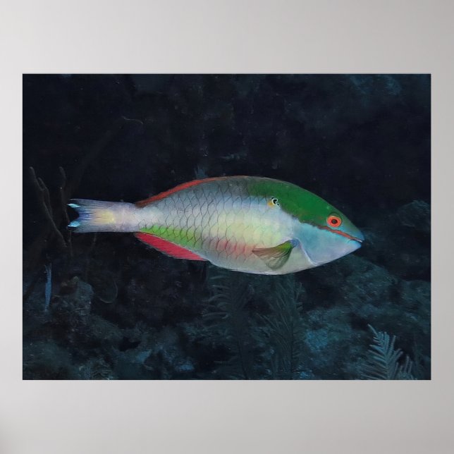 Redband Parrotfish Poster (Front)