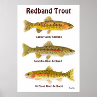 Redband Trout
