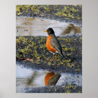 redbellybird poster
