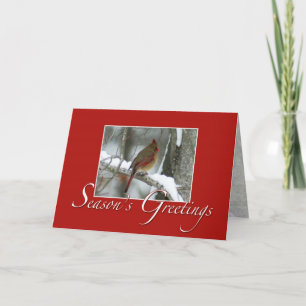Redbird Seasons Greetings Holiday Card