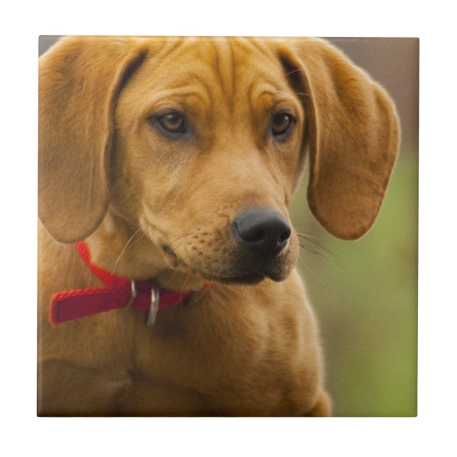 Redbone Coon Hound Dog Puppy Tile (Front)