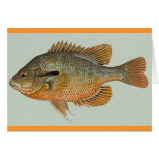 Redbreast Sunfish - Lepomis auritus
