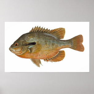 Redbreast Sunfish - Lepomis auritus Poster