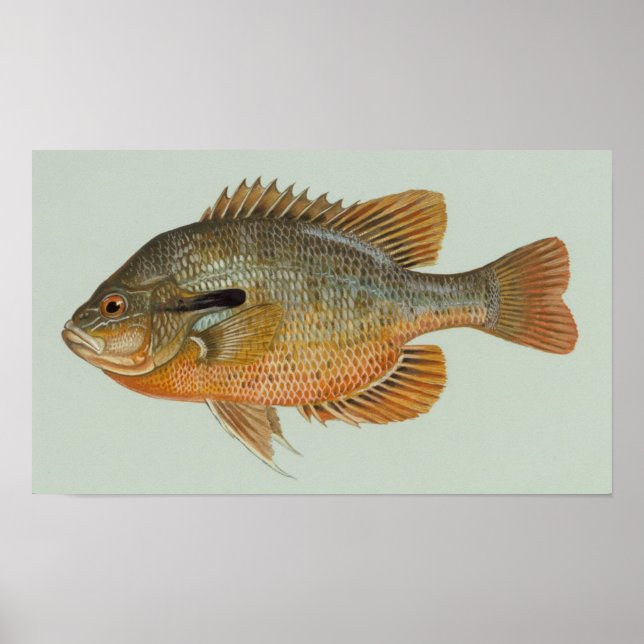 Redbreast Sunfish - Lepomis auritus Poster (Front)