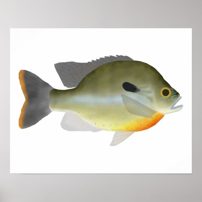 Redbreast Sunfish Poster (Front)