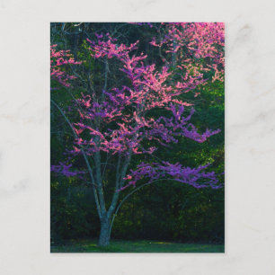 Redbud Tree at Sunset Postcard