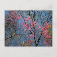 Redbud Tree (Cercis) Blooming in Spring