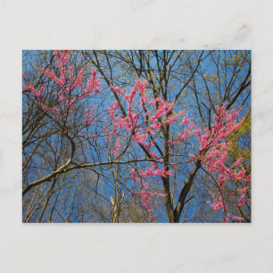 Redbud Tree (Cercis) Blooming in Spring Postcard
