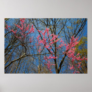 Redbud Tree (Cercis) Blooming in Spring Poster