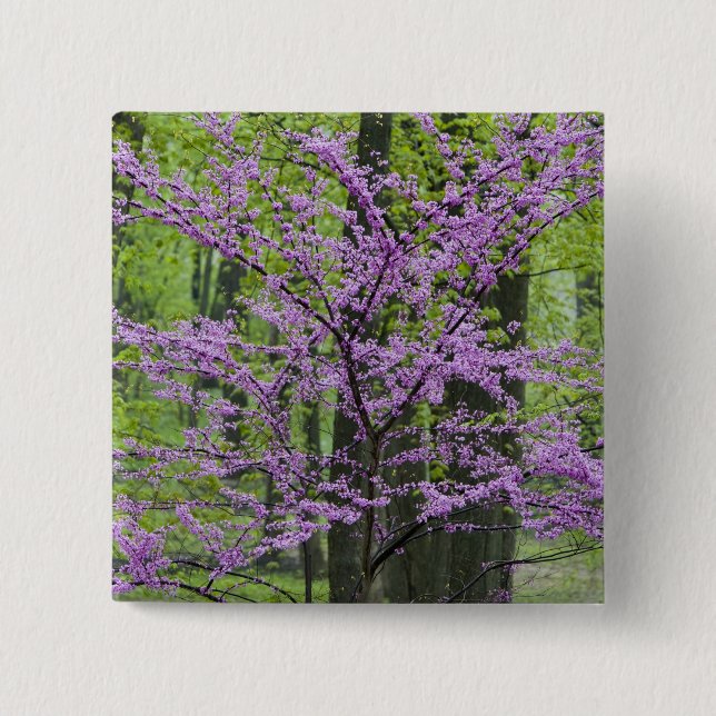 Redbud trees in full spring bloom near Defiance 15 Cm Square Badge (Front)