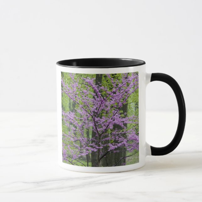 Redbud trees in full spring bloom near Defiance Mug (Right)
