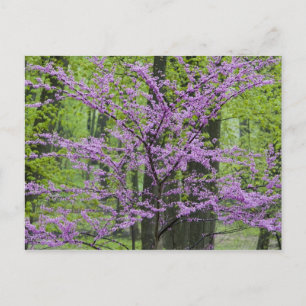 Redbud trees in full spring bloom near Defiance Postcard