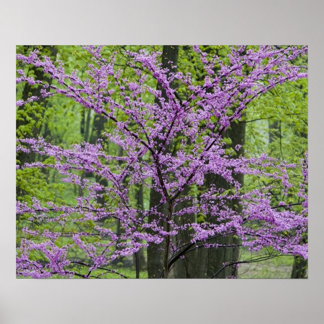 Redbud trees in full spring bloom near Defiance Poster (Front)