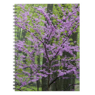 Redbud trees in full spring bloom near Defiance Spiral Notebook