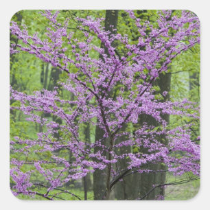 Redbud trees in full spring bloom near Defiance Square Sticker