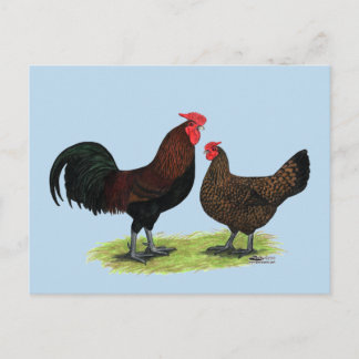 Redcap Chickens Postcard