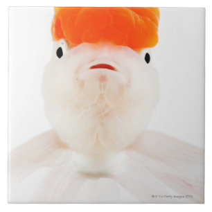 Redcap lionhead goldfish (Carassius auratus) Tile