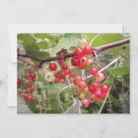 Redcurrant