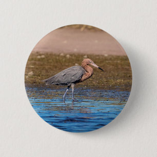 Reddish Egret on North Beach 6 Cm Round Badge