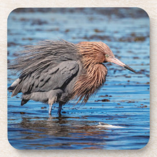Reddish Egret on North Beach Coaster