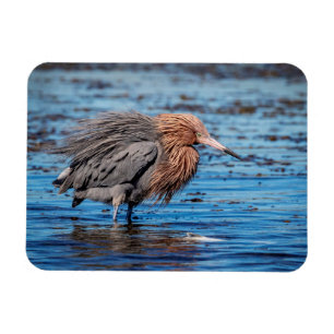 Reddish Egret on North Beach Magnet